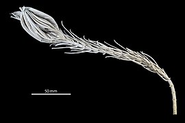 Metacrinus levii (holotype, Muséum National d'Histoire Naturelle)