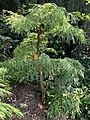 Metasequoia glyptostroboides 'Bonsai'