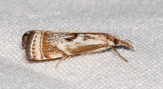 <i>Microcrambus</i> Genus of moths