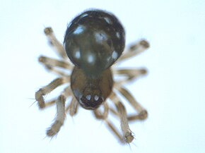 Beschreibung des Bildes Microdipoena guttata.jpg.