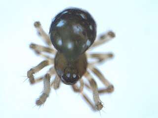 <i>Microdipoena</i> Genus of spiders