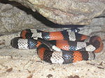 Thumbnail for Pueblan milk snake