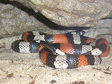 Milk Snake P9240112.JPG