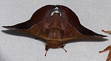 Mimallonid Moth (Alheita caudina) (38301193455).jpg