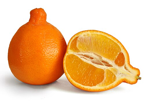 Minneola fruit 3 