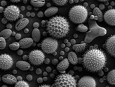 An image of pollen taken from a scanning electron microscope.