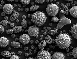 Misc pollen.jpg