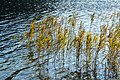 * Nomination Common reed (Phragmites australis) at the Erlaufsee, Mitterbach am Erlaufsee, Lower Austria --Uoaei1 04:52, 4 November 2019 (UTC) * Promotion Good quality. -- Johann Jaritz 05:00, 4 November 2019 (UTC)