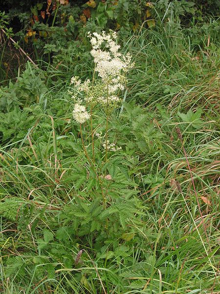 صورة:Moeraspirea plant Filipendula ulmaria.jpg