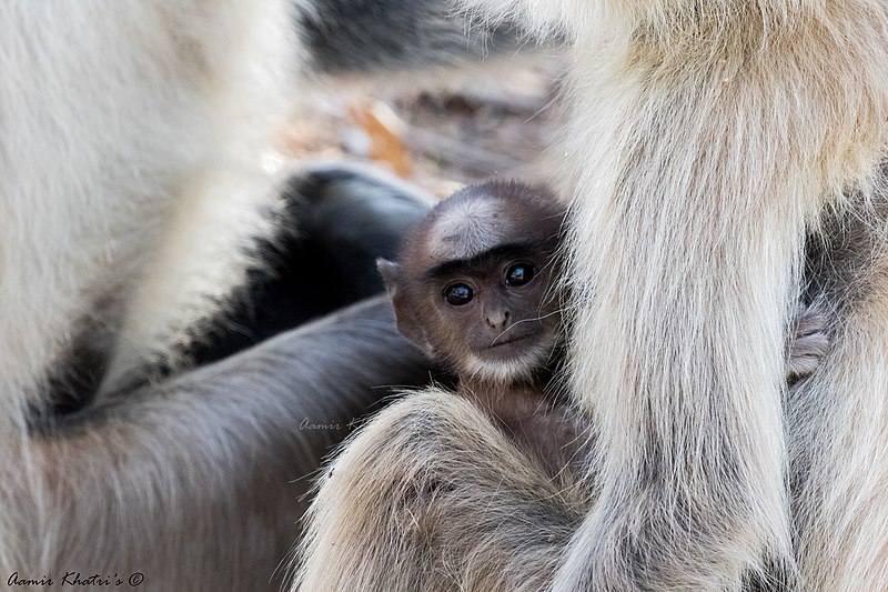 File:Moms lap.jpg