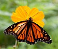 Monarch Butterfly 2 (6235008903).jpg