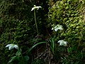 Moneses uniflora