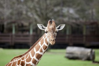 <span class="mw-page-title-main">Montgomery Zoo</span> Zoo in Montgomery, Alabama, United States