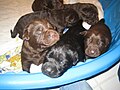 Category:Labrador Retriever puppies - Wikimedia Commons