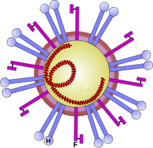 Morbillivirus.svg