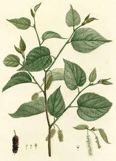 <i>Morus rubra</i> species of plant