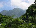 仲の沢林道より石棚山