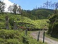 Thumbnail for File:Munnar hill station.jpg