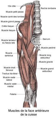 Schema anatomico dei muscoli di una coscia umana.