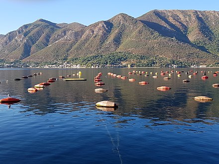 Longline culture (rope culture) mussel farm in Bay of Kotor, (Montenegro).