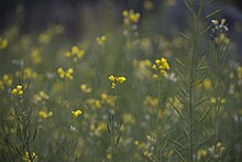 Mustard (Brassica) flowers D35 2155 01.jpg