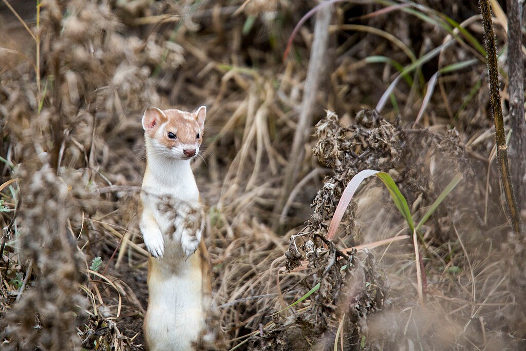 Mustela frenata 3605-89 (31019793122).jpg