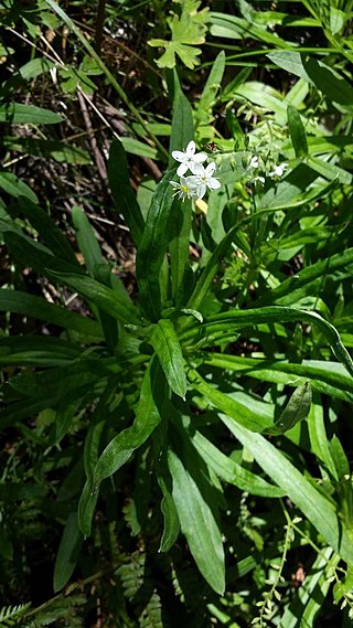 <i>Myosotis exarrhena</i> Species of flowering plant