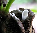 Myrmecodia beccarii flower.jpg