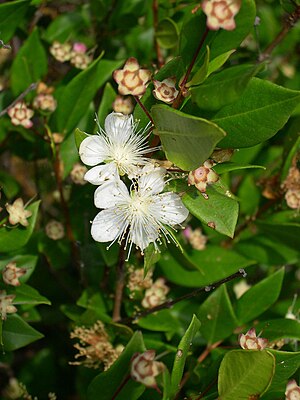 Myrtus communis 1.jpg