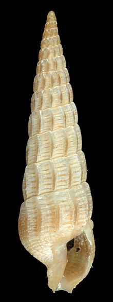 Myurella joserosadoi (MNHN-IM-2009-10094).jpeg