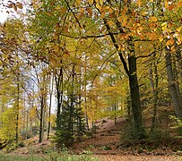 Steilhänge des Marscheider Wald – Refugium der seltenen Schlingnatter