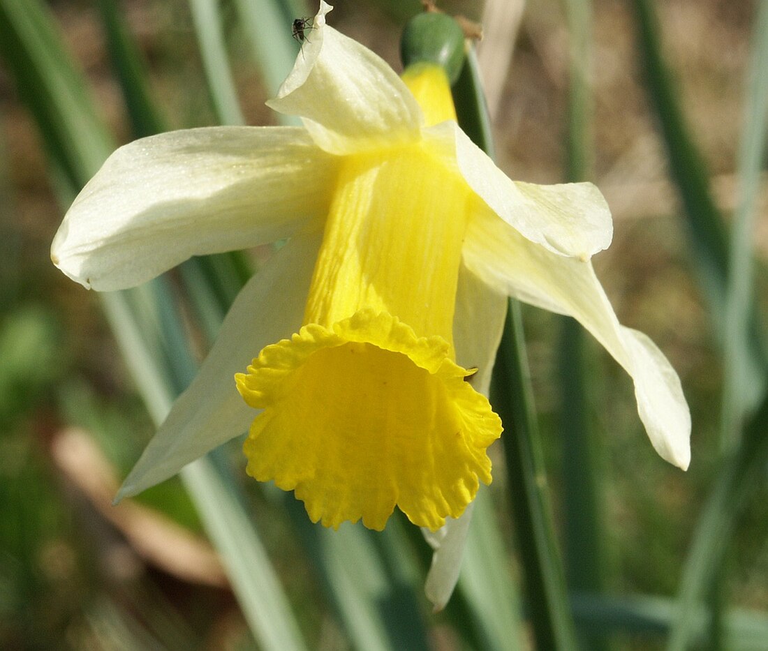 Narcissus pseudonarcissus