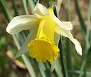 Narcissus pseudonarcissus flower 300303