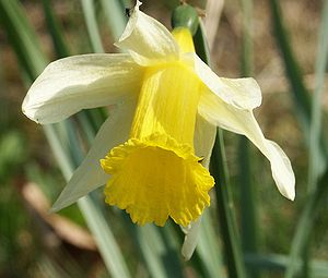 Narcissus Pseudonarcissus