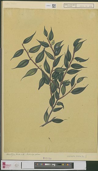 <i>Diplycosia</i> Genus of plants