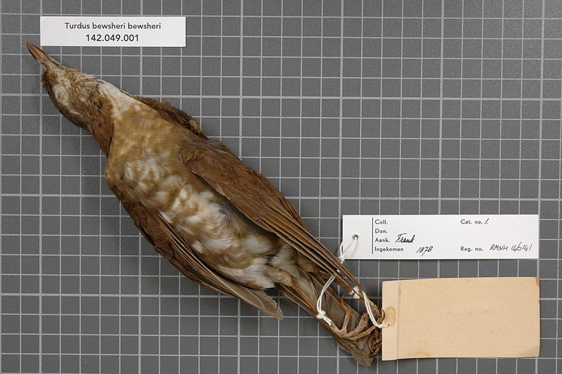File:Naturalis Biodiversity Center - RMNH.AVES.146141 2 - Turdus bewsheri bewsheri Newton, 1877 - Turdidae - bird skin specimen.jpeg