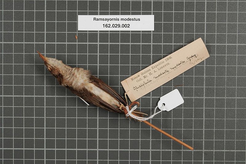 File:Naturalis Biodiversity Center - RMNH.AVES.148442 1 - Ramsayornis modestus (G.R. Gray, 1858) - Meliphagidae - bird skin specimen.jpeg