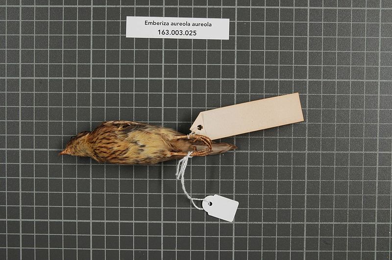 File:Naturalis Biodiversity Center - RMNH.AVES.149118 2 - Emberiza aureola aureola Pallas, 1773 - Emberizidae - bird skin specimen.jpeg