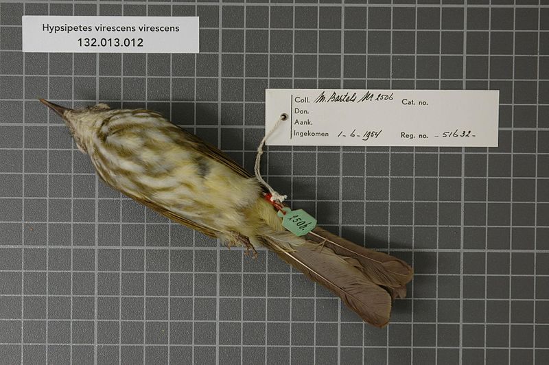 File:Naturalis Biodiversity Center - RMNH.AVES.51632 2 - Hypsipetes virescens virescens (Temminck , 1925) - Pycnonotidae - bird skin specimen.jpeg