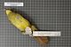 Naturalis Biodiversity Center - RMNH.AVES.82455 1 - Bleda syndactyla woosnami Ogilvie-Grant, 1907 - Pycnonotidae - bird skin specimen.jpeg