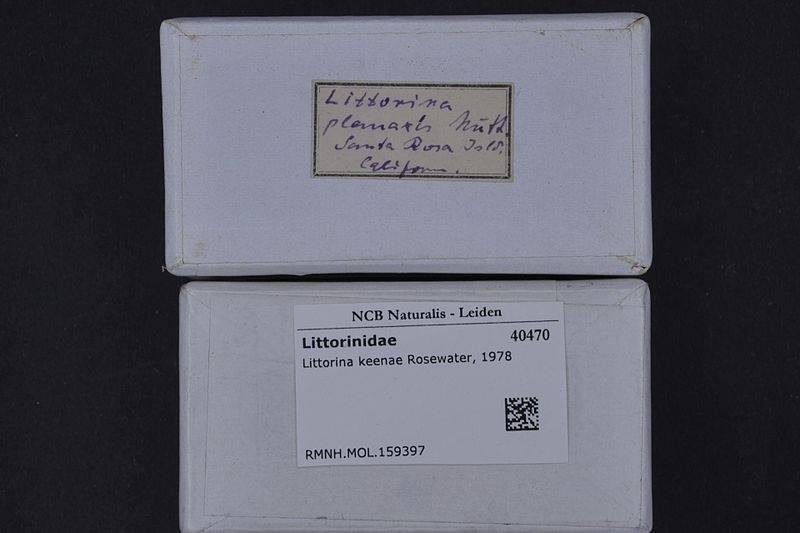 File:Naturalis Biodiversity Center - RMNH.MOL.159397 1 - Littorina keenae Rosewater, 1978 - Littorinidae - Mollusc shell.jpeg