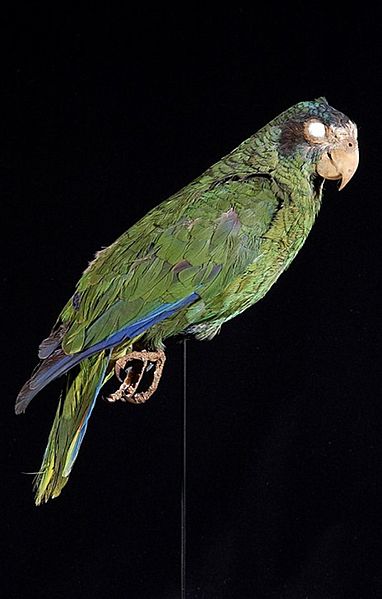 File:Naturalis Biodiversity Center - ZMA.AVES.887 - Amazona ventralis Statius Muller, 1776 - Psittacidae - skin specimen.jpeg