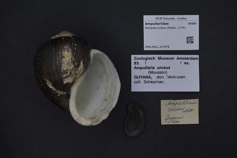 File:Naturalis Biodiversity Center - ZMA.MOLL.317978 - Pomacea urceus (Müller, 1774) - Ampullariidae - Mollusc shell.jpeg