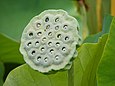 Samenkapsel der Indischen Lotosblume