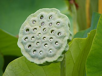 330px-Nelumbo_Nucifera_fruit_-_botanic_garden_Adelaide.jpg