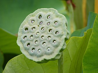 Fruit de lotus sacré (Nelumbo nucifera) dans le jardin botanique d'Adélaïde, en Australie-Méridionale. (définition réelle 3 072 × 2 304)