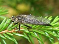 Neoitamus socius (09-07-12/Ķēmeri nac. p.)