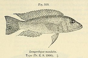 Beschrijving van de Neolamprologus mondabu.jpg afbeelding.