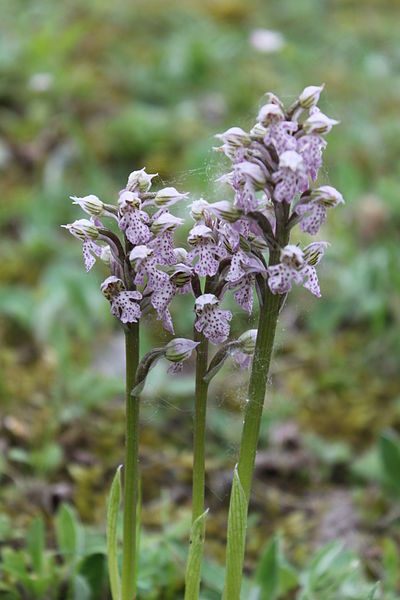 File:Neotinea lactea à Balma 1.jpg