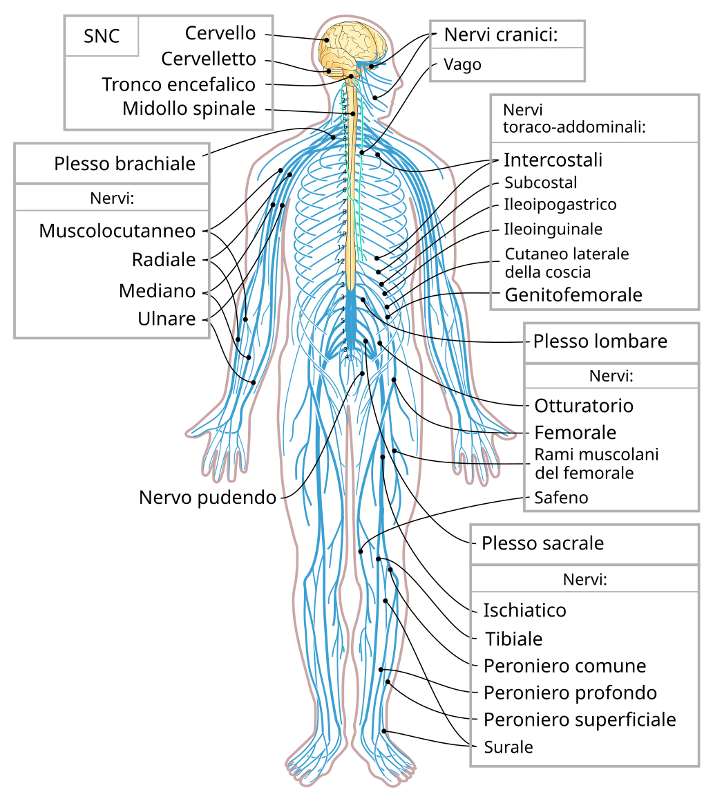 File:Nervous system diagram-it.svg - Wikipedia